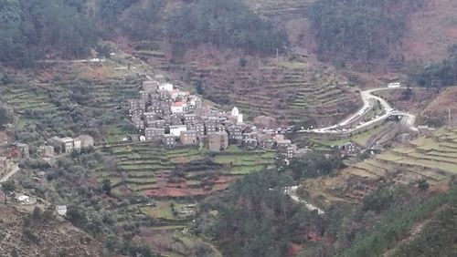 High angle view of rice paddy