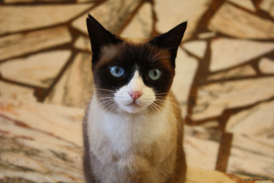 Close-up portrait of cat