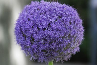 Close-up of purple flowering plant