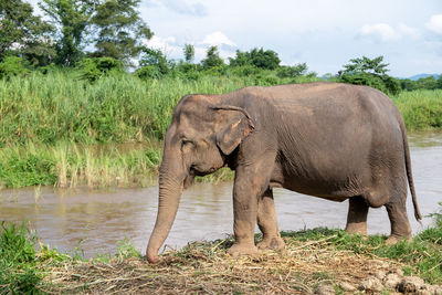 Asian elephants standing at the ping river, chiang mai ,thailand