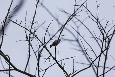 Low angle view of bird perching on branch