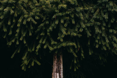 Close-up of pine tree