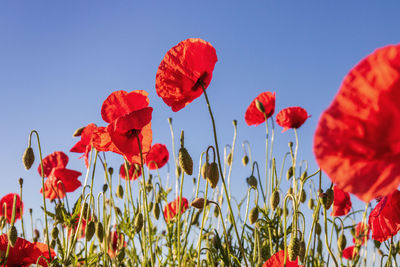 Close-up of red poppy flowers against clear sky