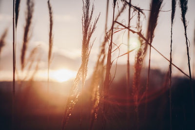 Close-up of plants against sky during sunset