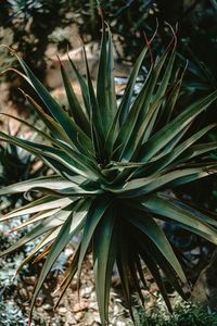 Close-up of succulent plant on field