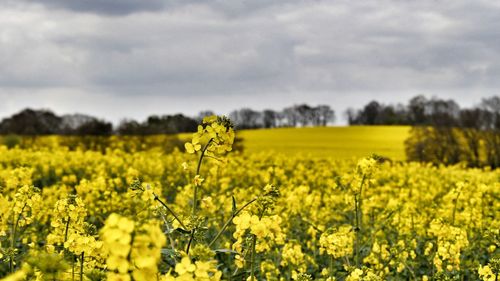 Scenic view of oilseed rape field against cloudy sky