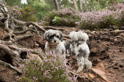 Dog on flowers