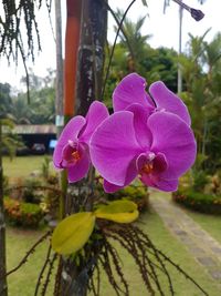 Close-up of purple orchids