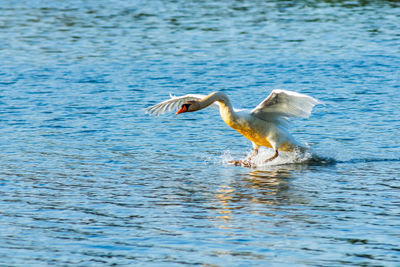 A mute swan, cygnus olor, lands on worster lake in potato creek state park, north liberty, indiana