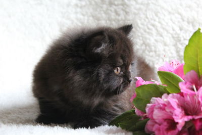 Close-up of british longhair kitten looking at flowers on bed