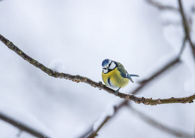 Bird perching on a tree