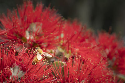 Close-up of red flowering plant