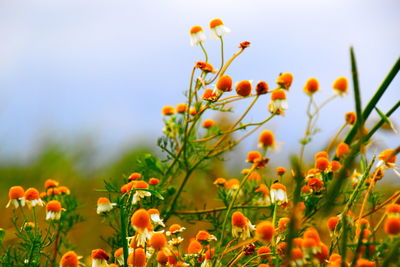 Close-up of orange flowering plants on field