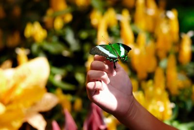 Close-up of butterfly on hand