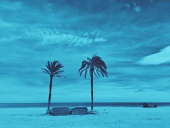 Palm tree on beach against sky