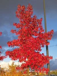 Low angle view of maple tree against sky