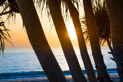 Scenic view of palm trees at beach during sunset