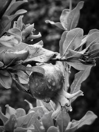 Close-up of flowering plant