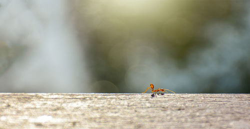 Close-up of ant on wood