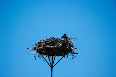 Low angle view of bird perching on nest against clear blue sky
