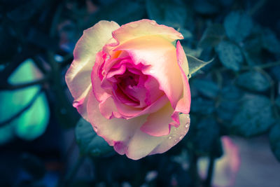 Close-up of pink rose