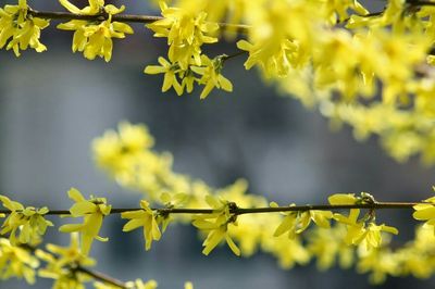 Close-up of yellow flowers