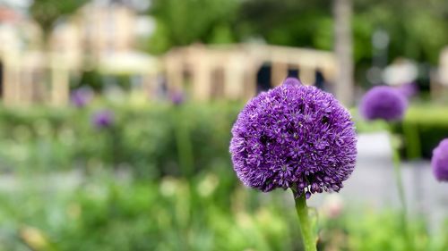 Close-up of purple flower