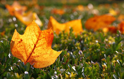 Close-up of yellow maple leaf on field