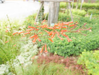 Close-up of red lizard on plant