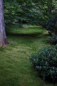 Scenic view of forest