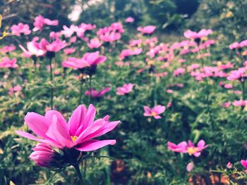 Pink flowers blooming outdoors