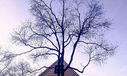 Low angle view of tree against clear sky