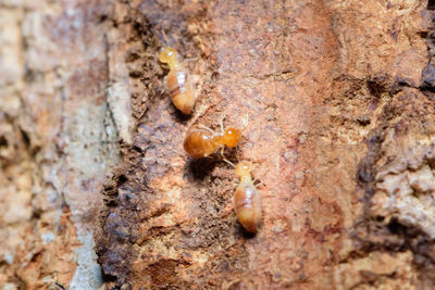 Close-up of ant on rock