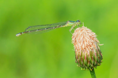 Close-up of insect on leaf