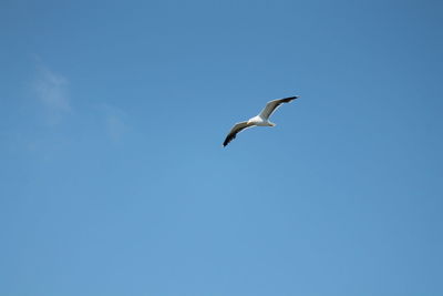 Low angle view of bird flying against clear blue sky