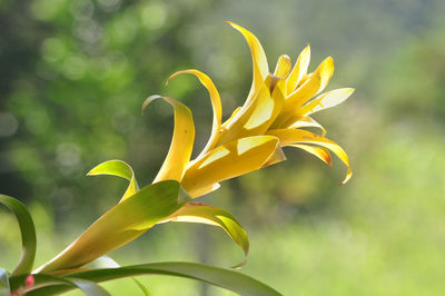 Close-up of yellow flowering plant