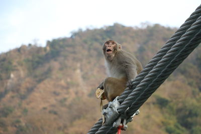 Close-up of monkey