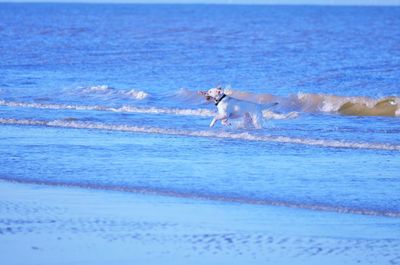 Dog on beach by sea against sky