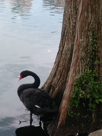 Swan swimming on lake