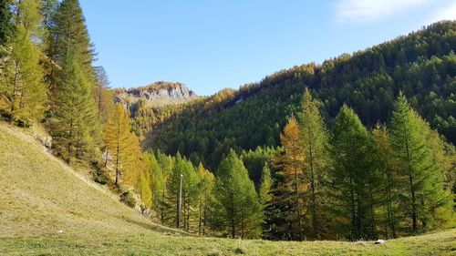 Pine trees in forest