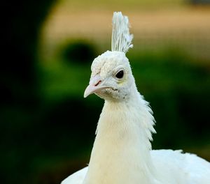 Close-up of a bird