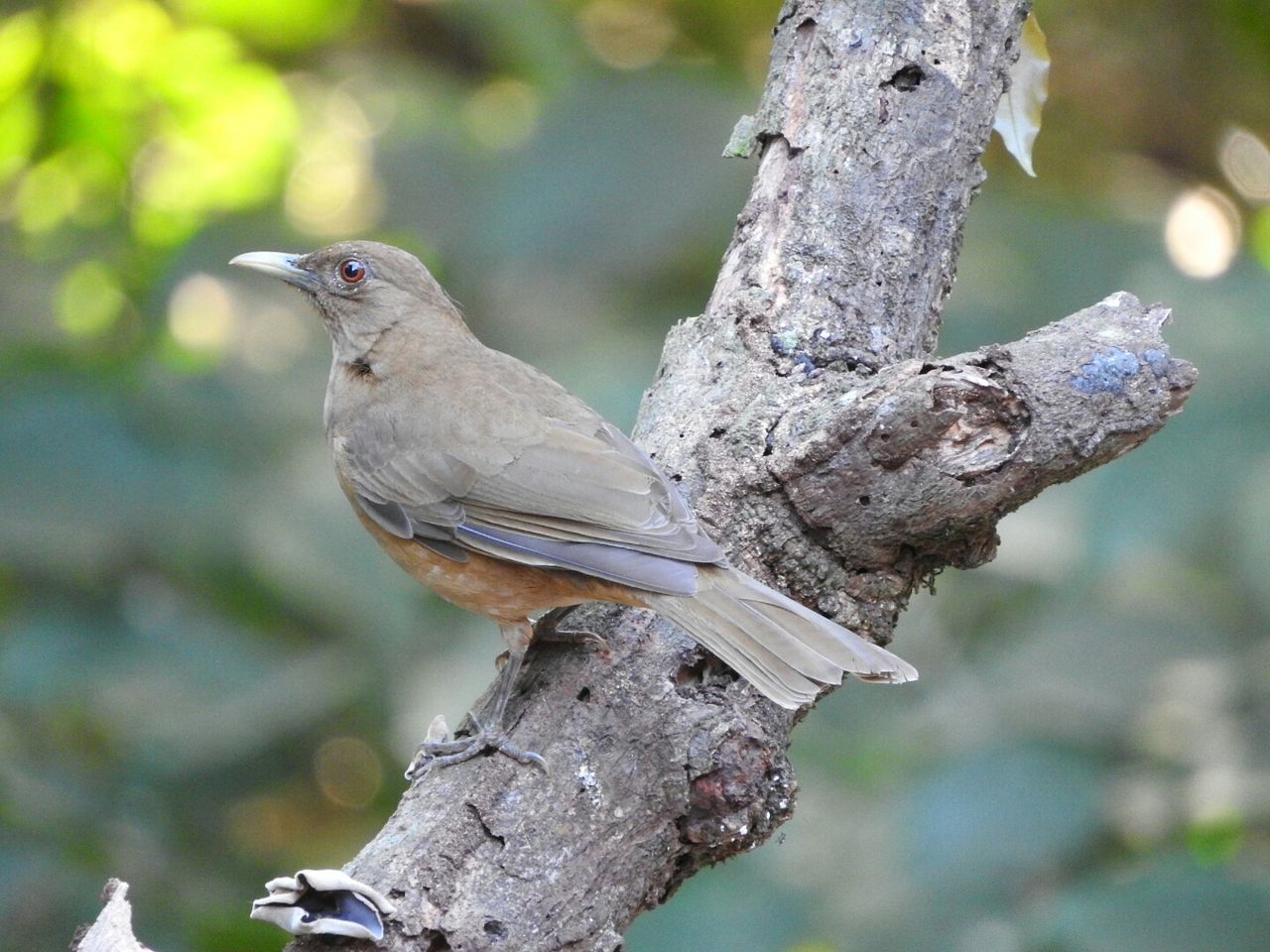 bird, perching, one animal, animals in the wild, animal themes, animal wildlife, focus on foreground, outdoors, day, full length, tree, mourning dove, nature, close-up, no people