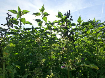 Plants growing in farm against sky