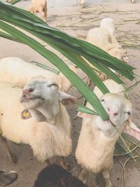 High angle view of sheep eating