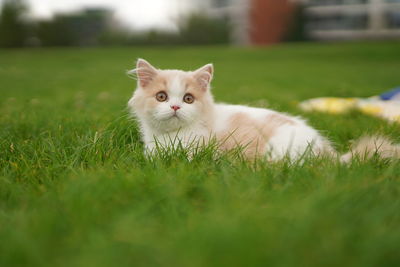 Portrait of a cat on grass