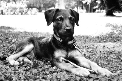 Portrait of dog on grass