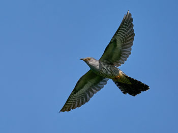 Low angle view of eagle flying against clear blue sky