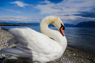 Close-up of swan on lake against sky