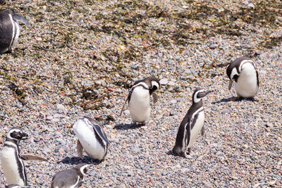 Flock of penguins