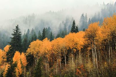 Panoramic view of trees in forest during autumn